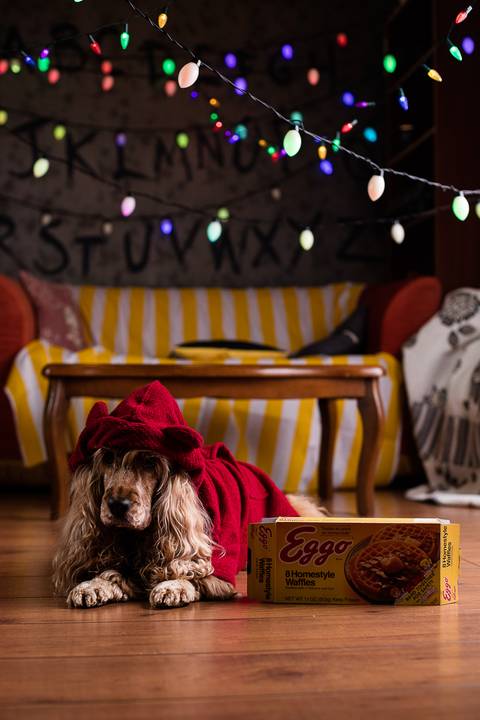 stranger things, geek, netflix, nerd, tv,serie, seriado, fotografia pet, fotografa pet, ensaio pet, ensaio tematico , upsidown, metaverso, mundo invertido'