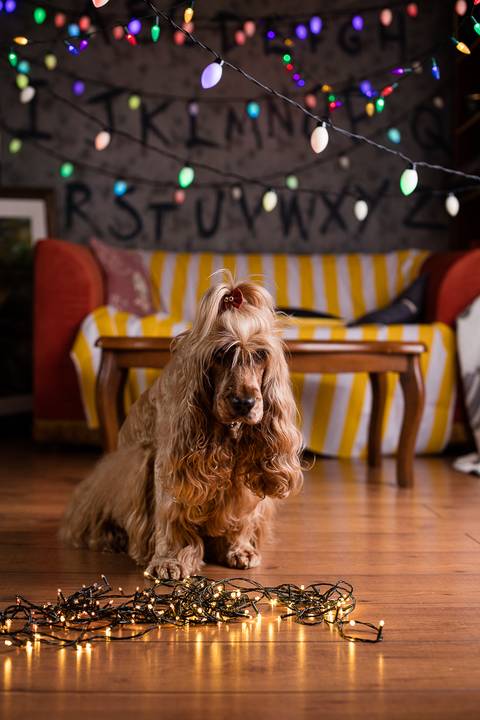 stranger things, geek, netflix, nerd, tv,serie, seriado, fotografia pet, fotografa pet, ensaio pet, ensaio tematico , upsidown, metaverso, mundo invertido'