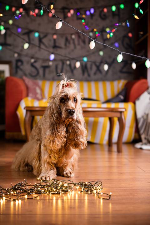 stranger things, geek, netflix, nerd, tv,serie, seriado, fotografia pet, fotografa pet, ensaio pet, ensaio tematico , upsidown, metaverso, mundo invertido'