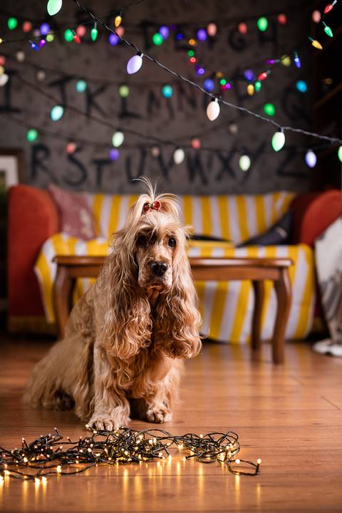 stranger things, geek, netflix, nerd, tv,serie, seriado, fotografia pet, fotografa pet, ensaio pet, ensaio tematico , upsidown, metaverso, mundo invertido'