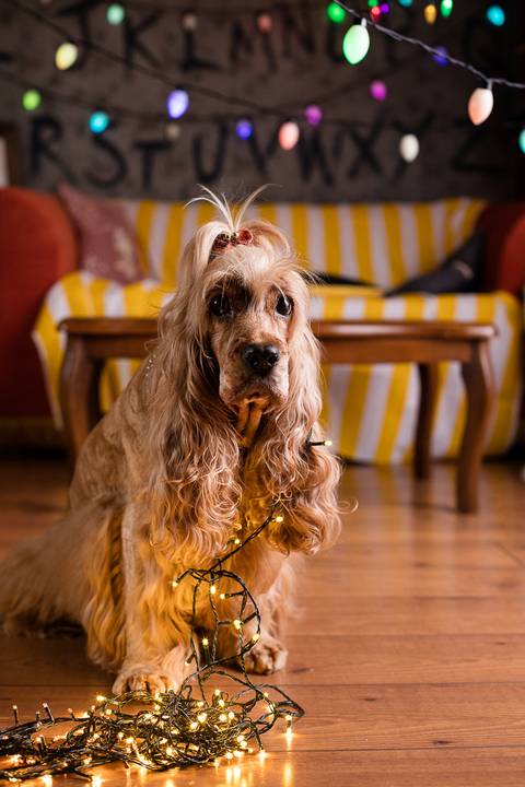 stranger things, geek, netflix, nerd, tv,serie, seriado, fotografia pet, fotografa pet, ensaio pet, ensaio tematico , upsidown, metaverso, mundo invertido'