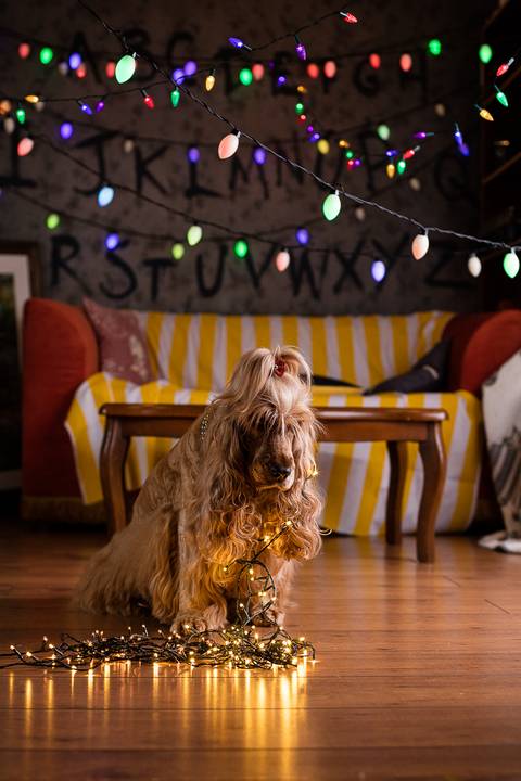 stranger things, geek, netflix, nerd, tv,serie, seriado, fotografia pet, fotografa pet, ensaio pet, ensaio tematico , upsidown, metaverso, mundo invertido'