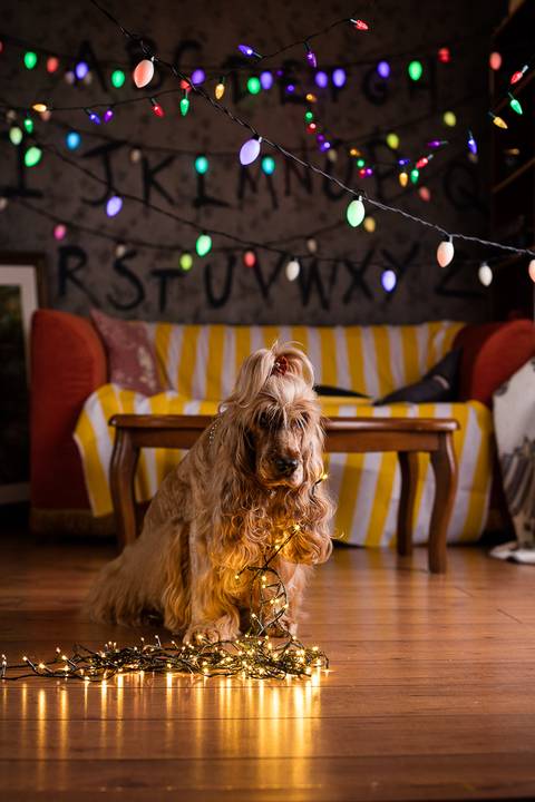 stranger things, geek, netflix, nerd, tv,serie, seriado, fotografia pet, fotografa pet, ensaio pet, ensaio tematico , upsidown, metaverso, mundo invertido'