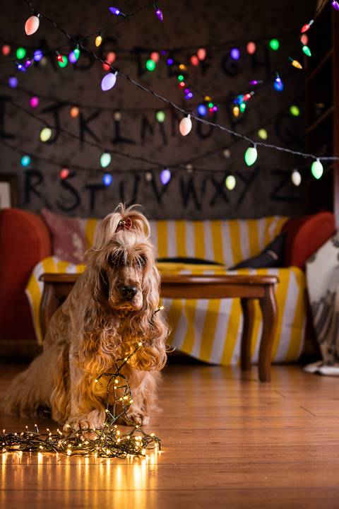 stranger things, geek, netflix, nerd, tv,serie, seriado, fotografia pet, fotografa pet, ensaio pet, ensaio tematico , upsidown, metaverso, mundo invertido'