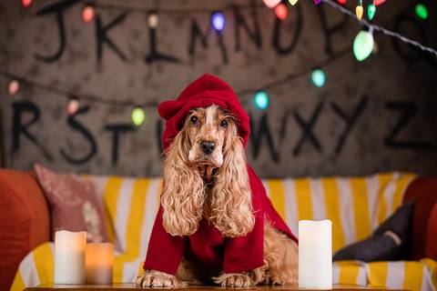 stranger things, geek, netflix, nerd, tv,serie, seriado, fotografia pet, fotografa pet, ensaio pet, ensaio tematico , upsidown, metaverso, mundo invertido'