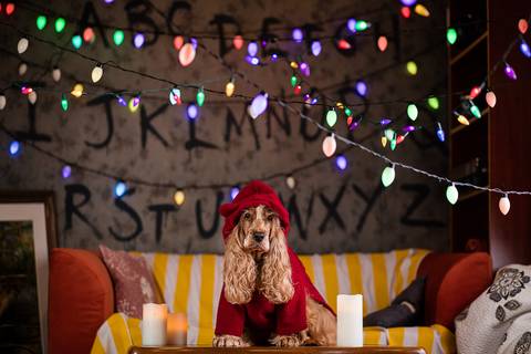 stranger things, geek, netflix, nerd, tv,serie, seriado, fotografia pet, fotografa pet, ensaio pet, ensaio tematico , upsidown, metaverso, mundo invertido'