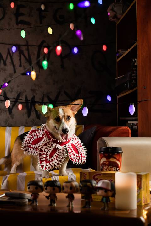 stranger things, geek, netflix, nerd, tv,serie, seriado, fotografia pet, fotografa pet, ensaio pet, ensaio tematico , upsidown, metaverso, mundo invertido'