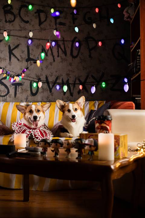 stranger things, geek, netflix, nerd, tv,serie, seriado, fotografia pet, fotografa pet, ensaio pet, ensaio tematico , upsidown, metaverso, mundo invertido'