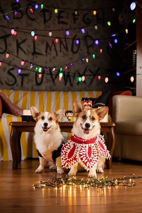 stranger things, geek, netflix, nerd, tv,serie, seriado, fotografia pet, fotografa pet, ensaio pet, ensaio tematico , upsidown, metaverso, mundo invertido'