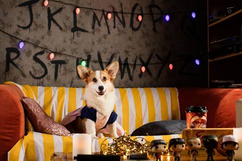 stranger things, geek, netflix, nerd, tv,serie, seriado, fotografia pet, fotografa pet, ensaio pet, ensaio tematico , upsidown, metaverso, mundo invertido'