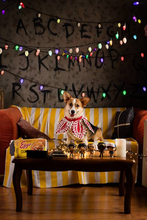 stranger things, geek, netflix, nerd, tv,serie, seriado, fotografia pet, fotografa pet, ensaio pet, ensaio tematico , upsidown, metaverso, mundo invertido'