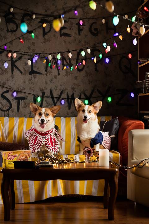 stranger things, geek, netflix, nerd, tv,serie, seriado, fotografia pet, fotografa pet, ensaio pet, ensaio tematico , upsidown, metaverso, mundo invertido'