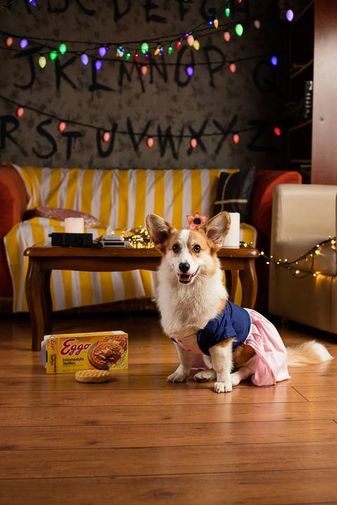 stranger things, geek, netflix, nerd, tv,serie, seriado, fotografia pet, fotografa pet, ensaio pet, ensaio tematico , upsidown, metaverso, mundo invertido'