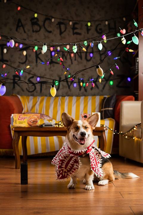 stranger things, geek, netflix, nerd, tv,serie, seriado, fotografia pet, fotografa pet, ensaio pet, ensaio tematico , upsidown, metaverso, mundo invertido'