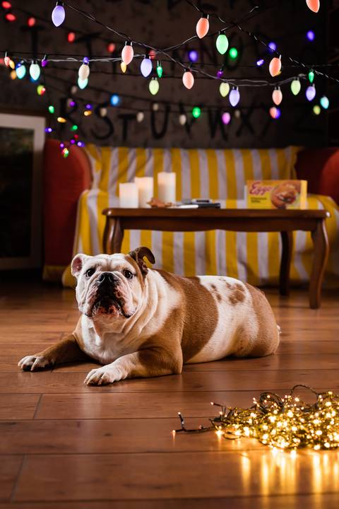 stranger things, geek, netflix, nerd, tv,serie, seriado, fotografia pet, fotografa pet, ensaio pet, ensaio tematico , upsidown, metaverso, mundo invertido'