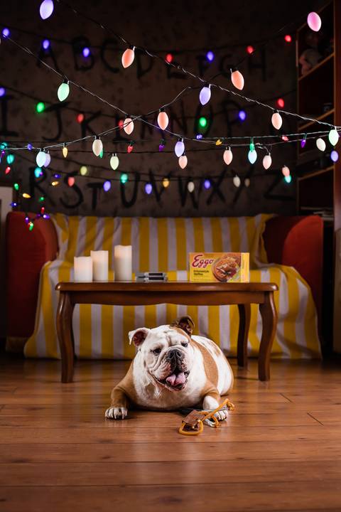 stranger things, geek, netflix, nerd, tv,serie, seriado, fotografia pet, fotografa pet, ensaio pet, ensaio tematico , upsidown, metaverso, mundo invertido'