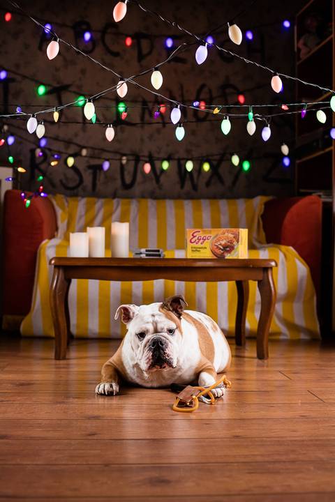 stranger things, geek, netflix, nerd, tv,serie, seriado, fotografia pet, fotografa pet, ensaio pet, ensaio tematico , upsidown, metaverso, mundo invertido'