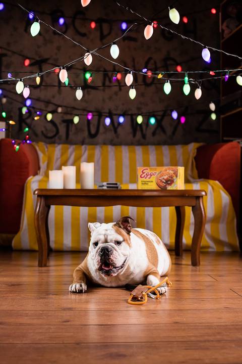 stranger things, geek, netflix, nerd, tv,serie, seriado, fotografia pet, fotografa pet, ensaio pet, ensaio tematico , upsidown, metaverso, mundo invertido'