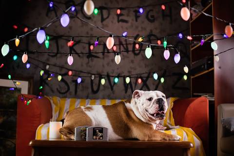 stranger things, geek, netflix, nerd, tv,serie, seriado, fotografia pet, fotografa pet, ensaio pet, ensaio tematico , upsidown, metaverso, mundo invertido'