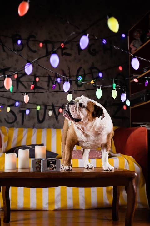 stranger things, geek, netflix, nerd, tv,serie, seriado, fotografia pet, fotografa pet, ensaio pet, ensaio tematico , upsidown, metaverso, mundo invertido'