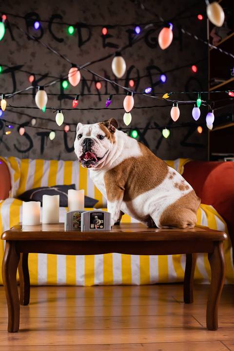 stranger things, geek, netflix, nerd, tv,serie, seriado, fotografia pet, fotografa pet, ensaio pet, ensaio tematico , upsidown, metaverso, mundo invertido'