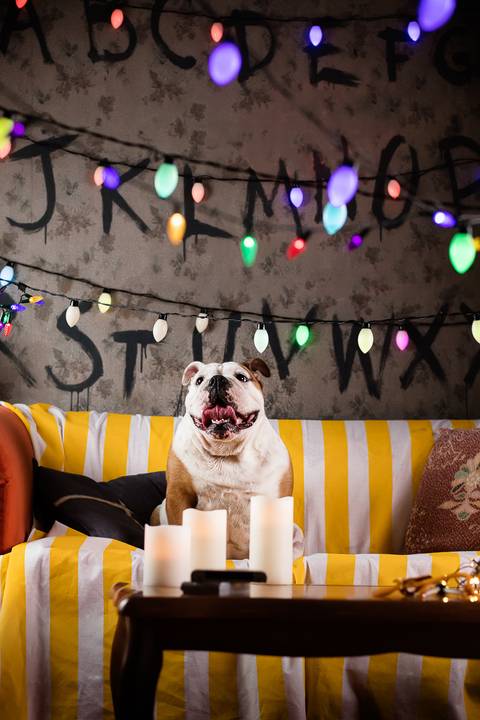 stranger things, geek, netflix, nerd, tv,serie, seriado, fotografia pet, fotografa pet, ensaio pet, ensaio tematico , upsidown, metaverso, mundo invertido'