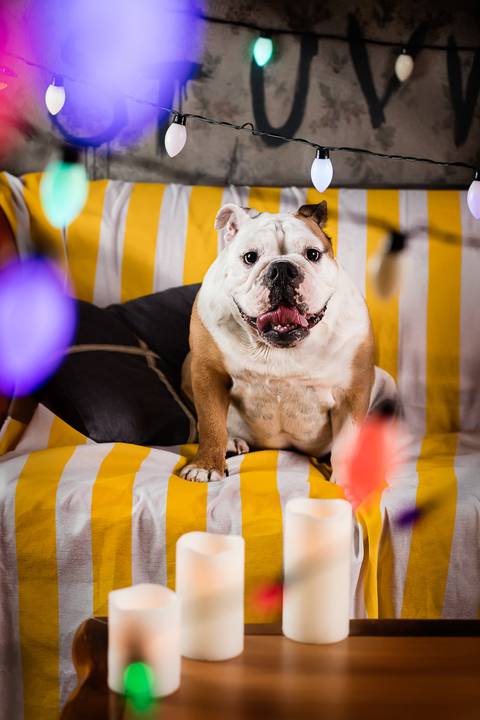 stranger things, geek, netflix, nerd, tv,serie, seriado, fotografia pet, fotografa pet, ensaio pet, ensaio tematico , upsidown, metaverso, mundo invertido'