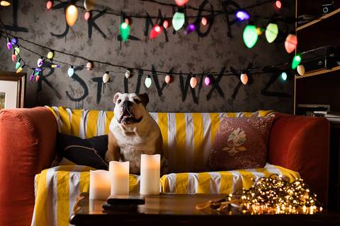 stranger things, geek, netflix, nerd, tv,serie, seriado, fotografia pet, fotografa pet, ensaio pet, ensaio tematico , upsidown, metaverso, mundo invertido'