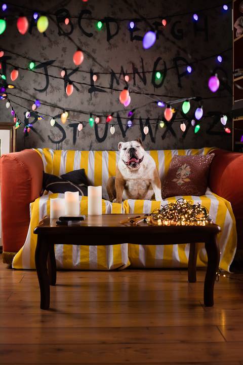 stranger things, geek, netflix, nerd, tv,serie, seriado, fotografia pet, fotografa pet, ensaio pet, ensaio tematico , upsidown, metaverso, mundo invertido'