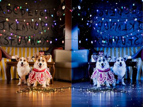 stranger things, geek, netflix, nerd, tv,serie, seriado, fotografia pet, fotografa pet, ensaio pet, ensaio tematico , upsidown, metaverso, mundo invertido'