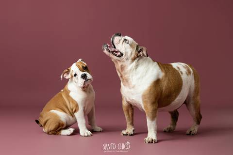 ensaio familia - buldogue - bulldog - filhote - ensaio estudio - estudio pet'
