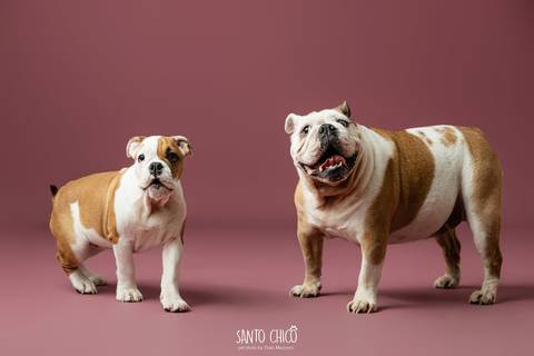 ensaio familia - buldogue - bulldog - filhote - ensaio estudio - estudio pet'