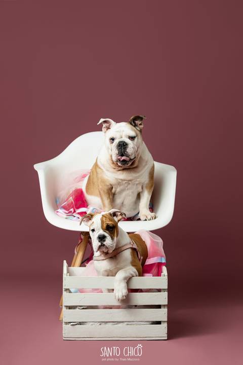 ensaio familia - buldogue - bulldog - filhote - ensaio estudio - estudio pet'