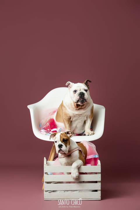 ensaio familia - buldogue - bulldog - filhote - ensaio estudio - estudio pet'