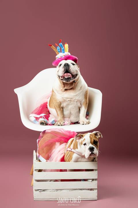 ensaio familia - buldogue - bulldog - filhote - ensaio estudio - estudio pet'