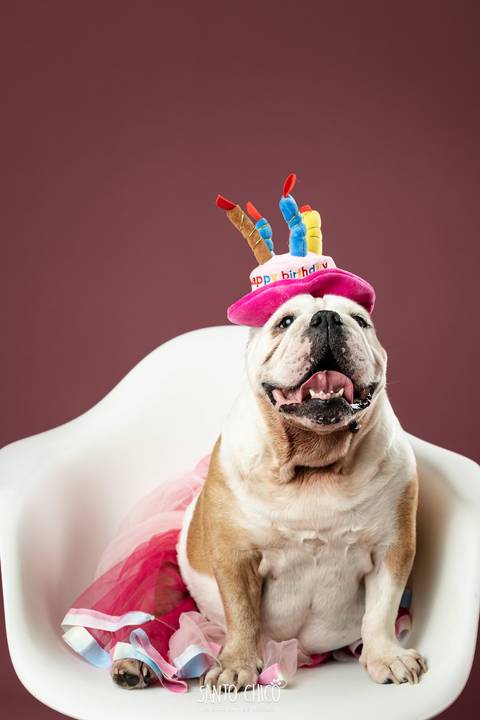 ensaio familia - buldogue - bulldog - filhote - ensaio estudio - estudio pet'