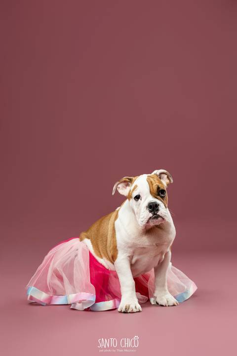 ensaio familia - buldogue - bulldog - filhote - ensaio estudio - estudio pet'
