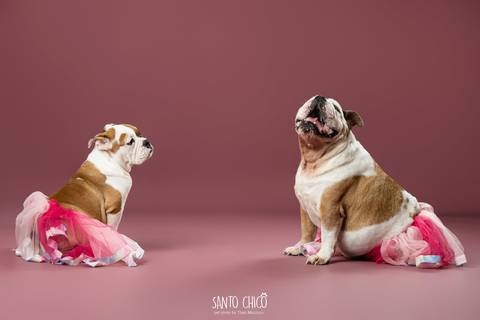 ensaio familia - buldogue - bulldog - filhote - ensaio estudio - estudio pet'