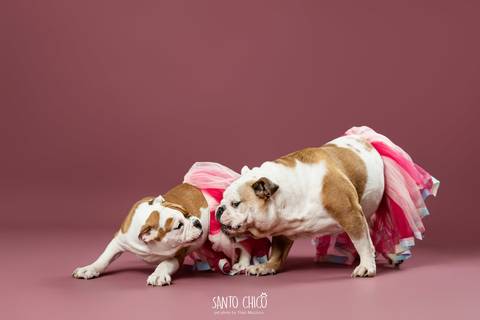 ensaio familia - buldogue - bulldog - filhote - ensaio estudio - estudio pet'