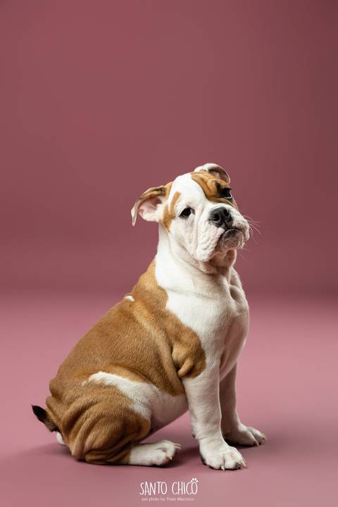 ensaio familia - buldogue - bulldog - filhote - ensaio estudio - estudio pet'