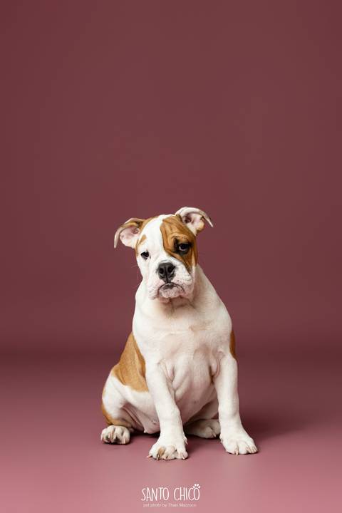 ensaio familia - buldogue - bulldog - filhote - ensaio estudio - estudio pet'