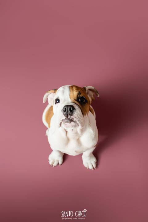 ensaio familia - buldogue - bulldog - filhote - ensaio estudio - estudio pet'