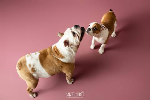 ensaio familia - buldogue - bulldog - filhote - ensaio estudio - estudio pet'