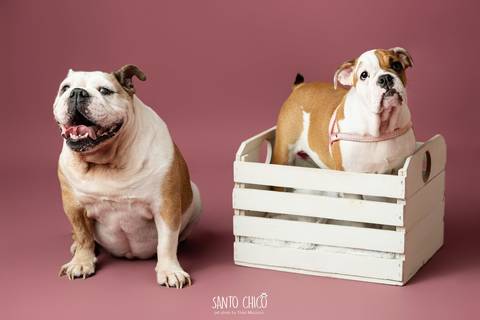 ensaio familia - buldogue - bulldog - filhote - ensaio estudio - estudio pet'