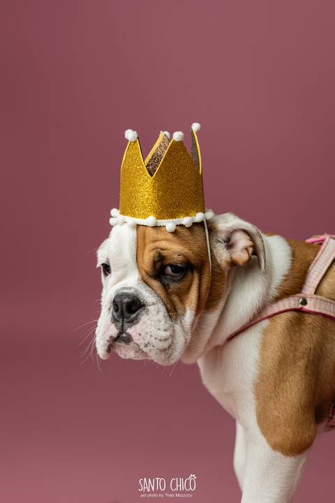 ensaio familia - buldogue - bulldog - filhote - ensaio estudio - estudio pet'