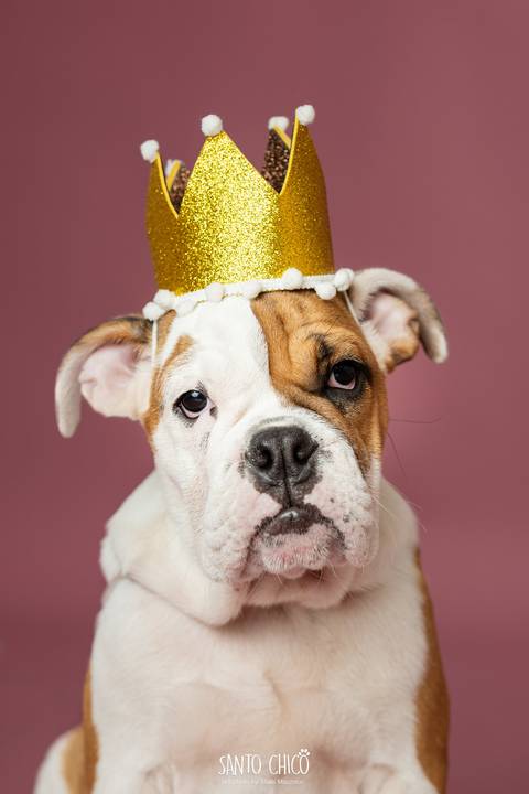 ensaio familia - buldogue - bulldog - filhote - ensaio estudio - estudio pet'