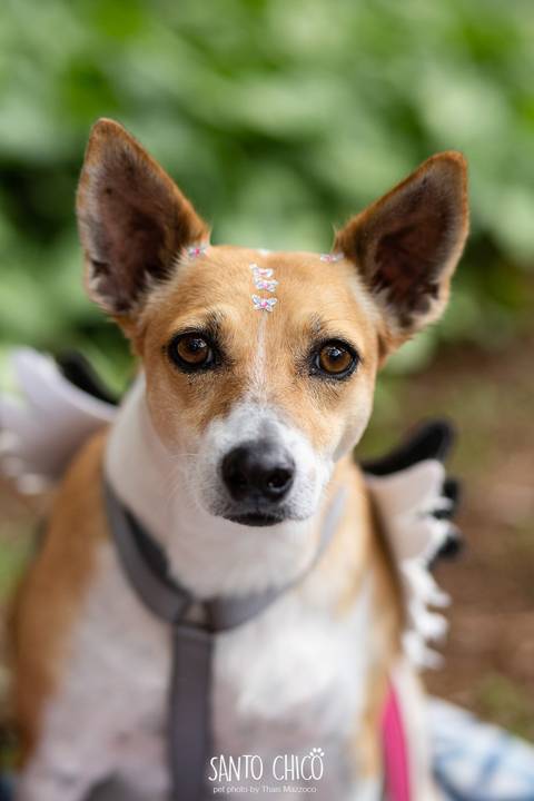 cachorra para adoção ong campinas'