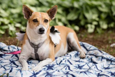 adoção de cachorra pela ong operacão resgate em campinas'