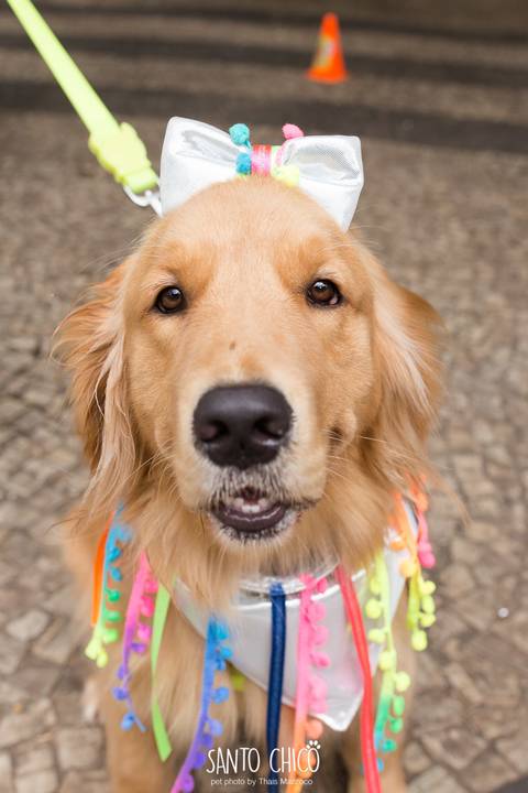 cachorra golden em carnaval pet em campinas'