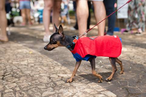 cachorro pinscher com fantasia de super homem em carnaval pet'